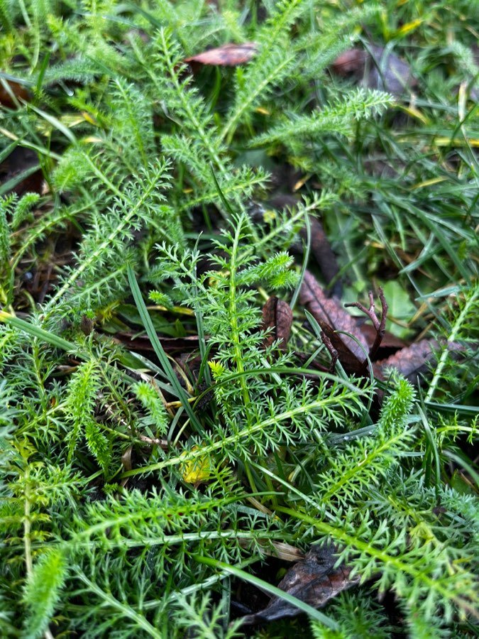 Abrotanum