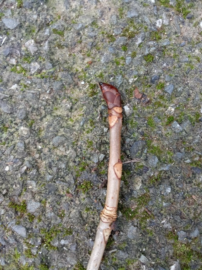 Rosskastanie