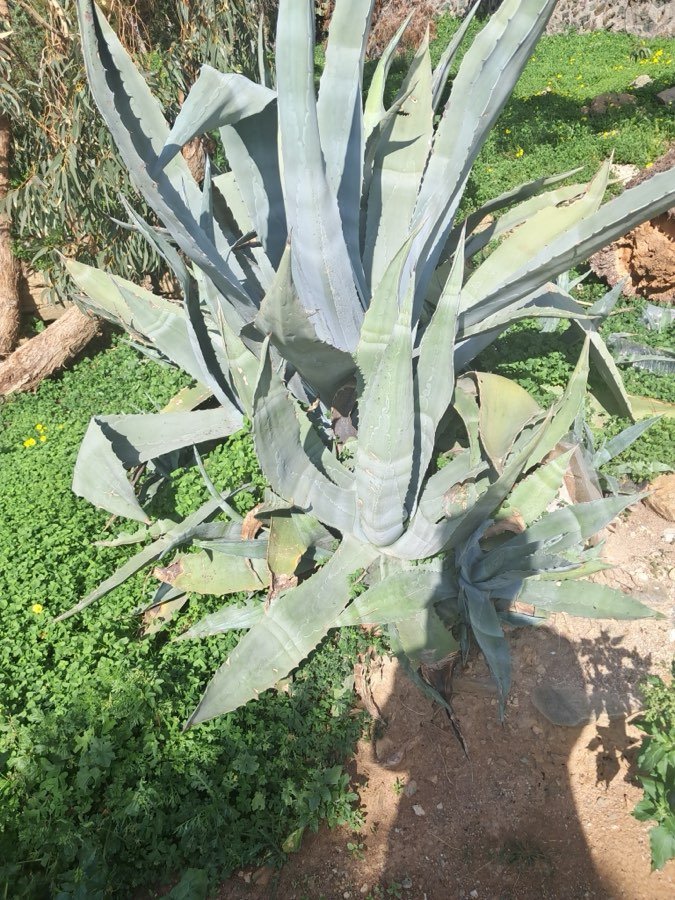 Agave americana