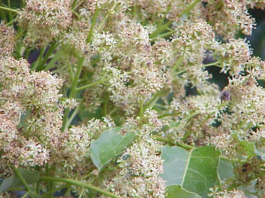 Götterbaum