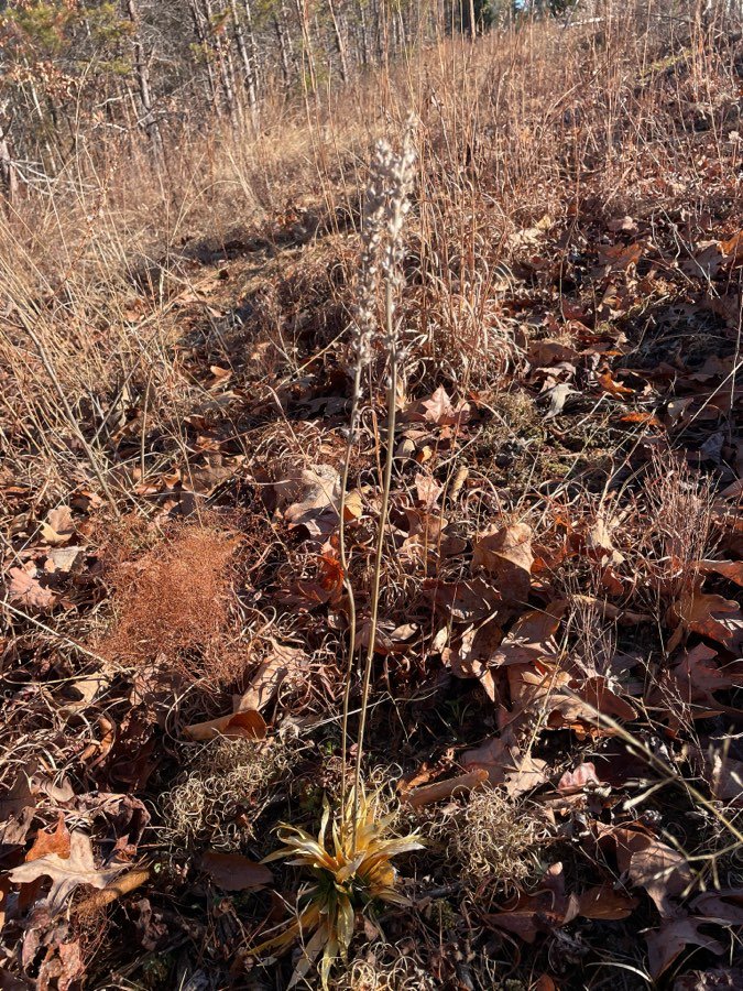 Aletris farinosa