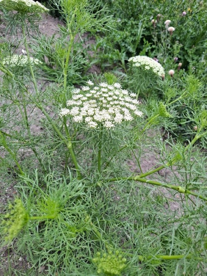 Ammi visnaga