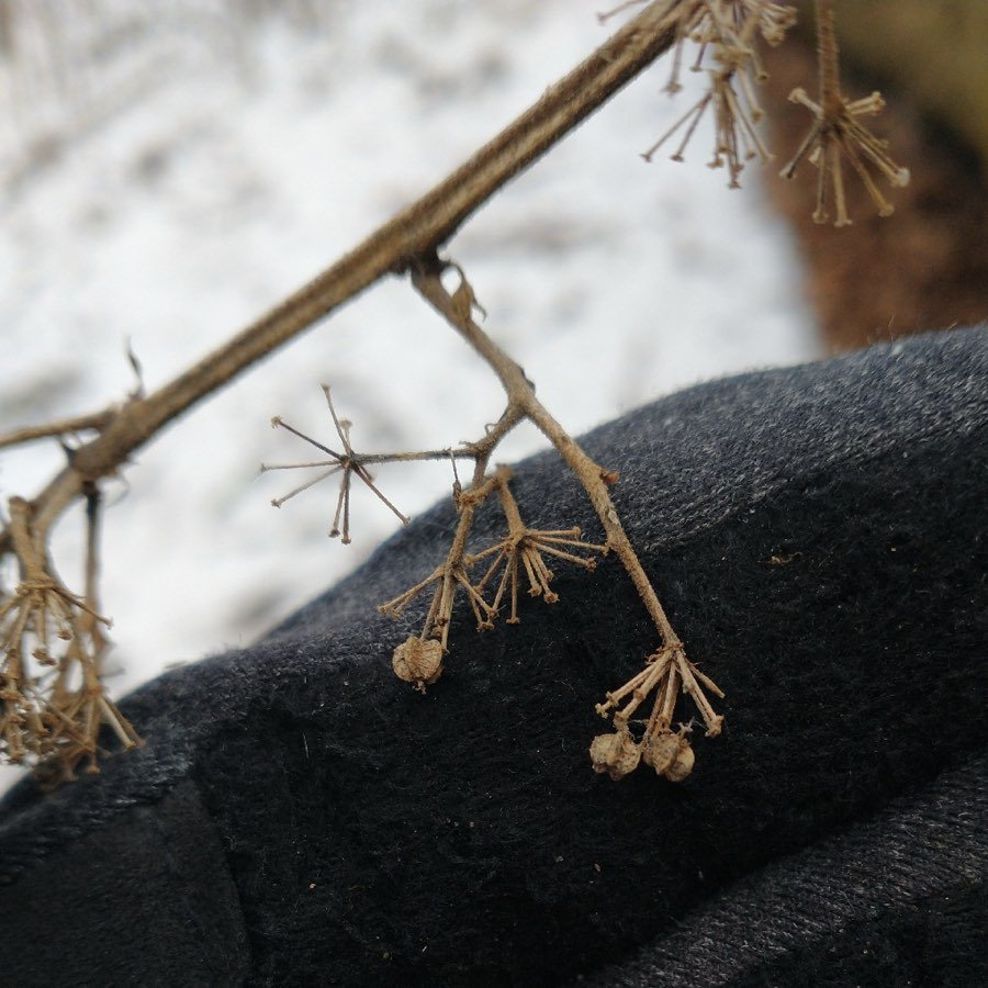 Aralia racemosa