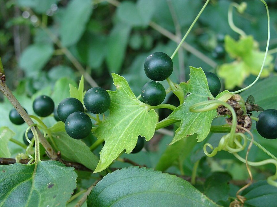 Zaunrübe