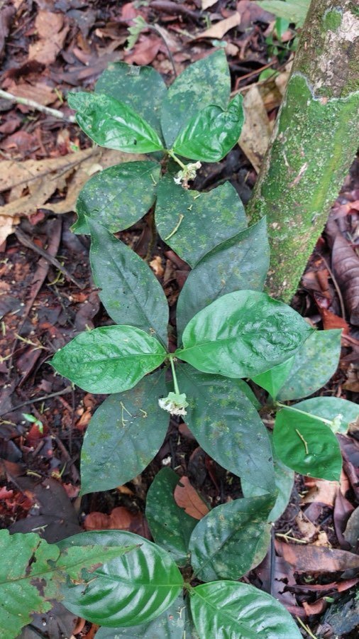Ipecacuanha