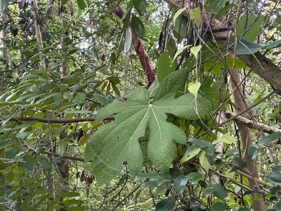 Papaya