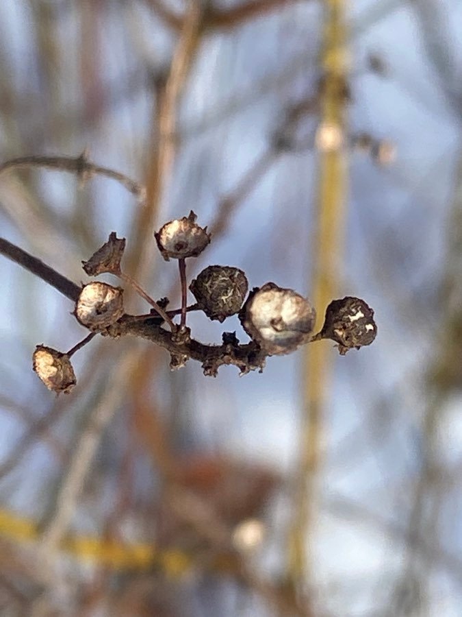 Säckelblume