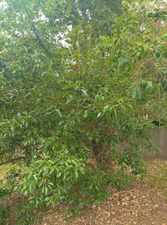 Cinnamomum