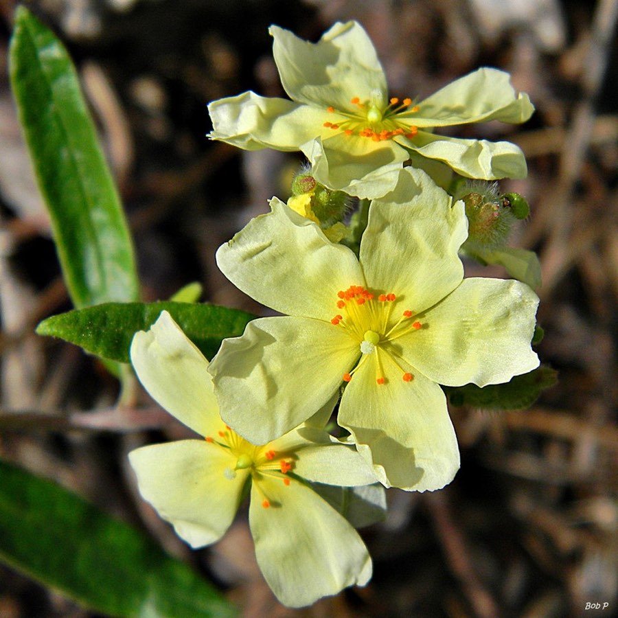 Cistus canadensis