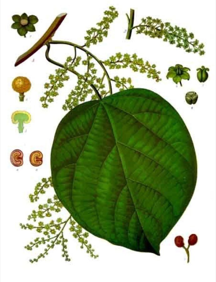Cocculus