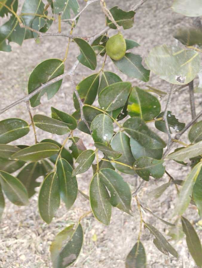 Copaifera