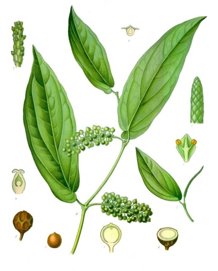 Cubeba
