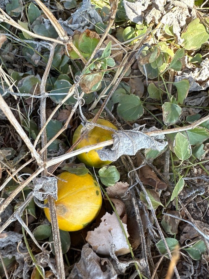 Melone
