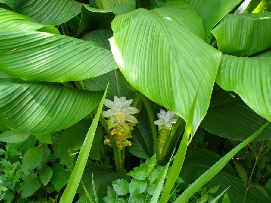 Curcuma