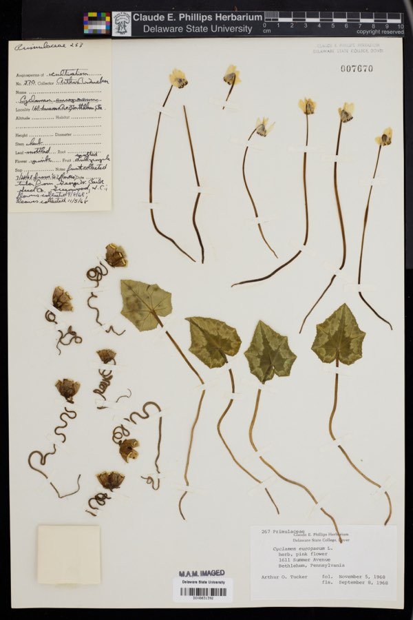 Cyclamen