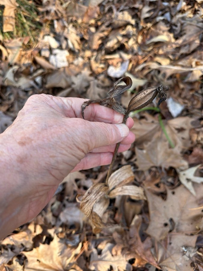 Cypripedium