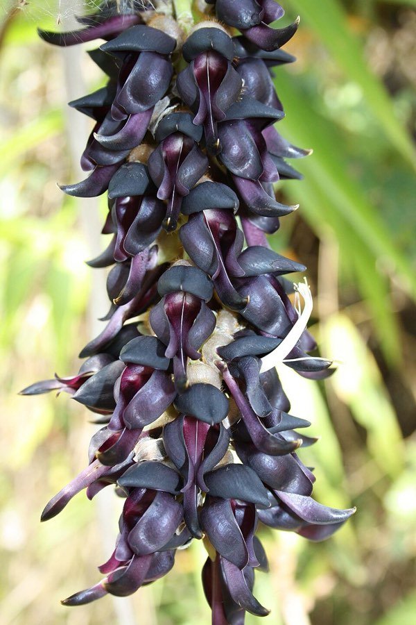 Dolichos pruriens