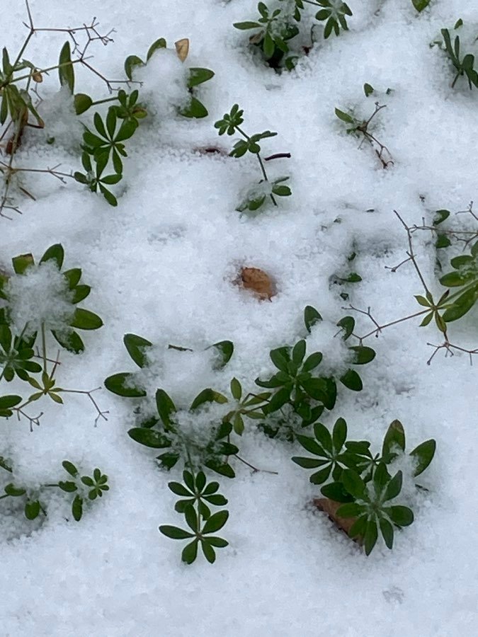 Waldmeister