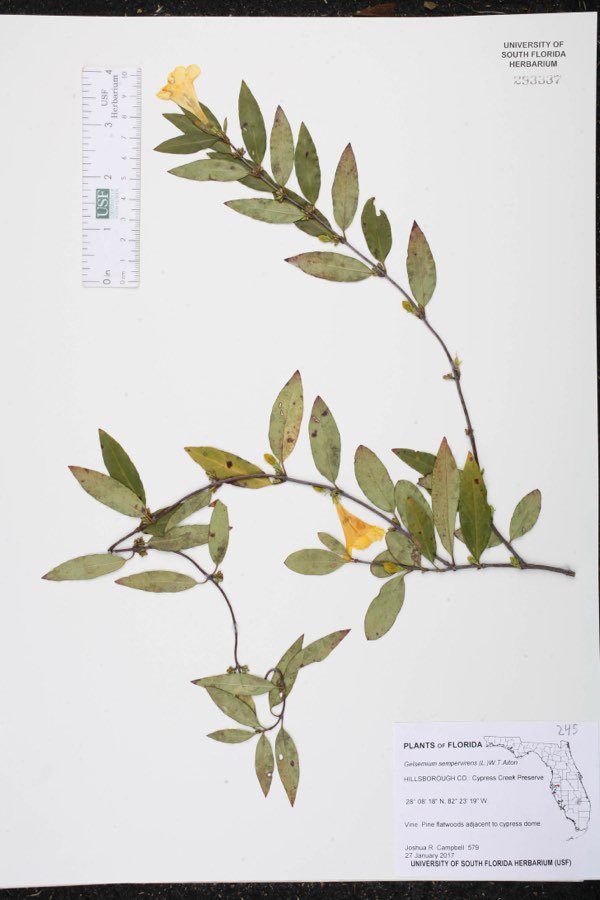 Gelsemium sempervirens