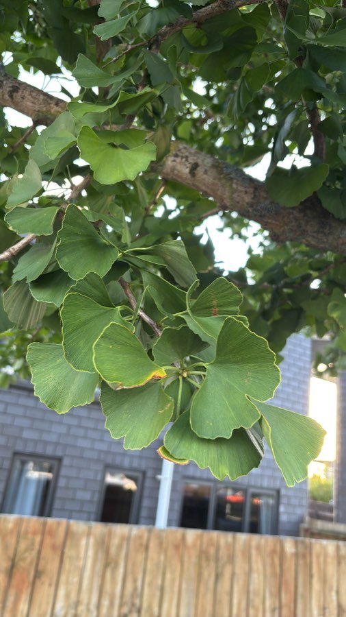 Fächerblattbaum