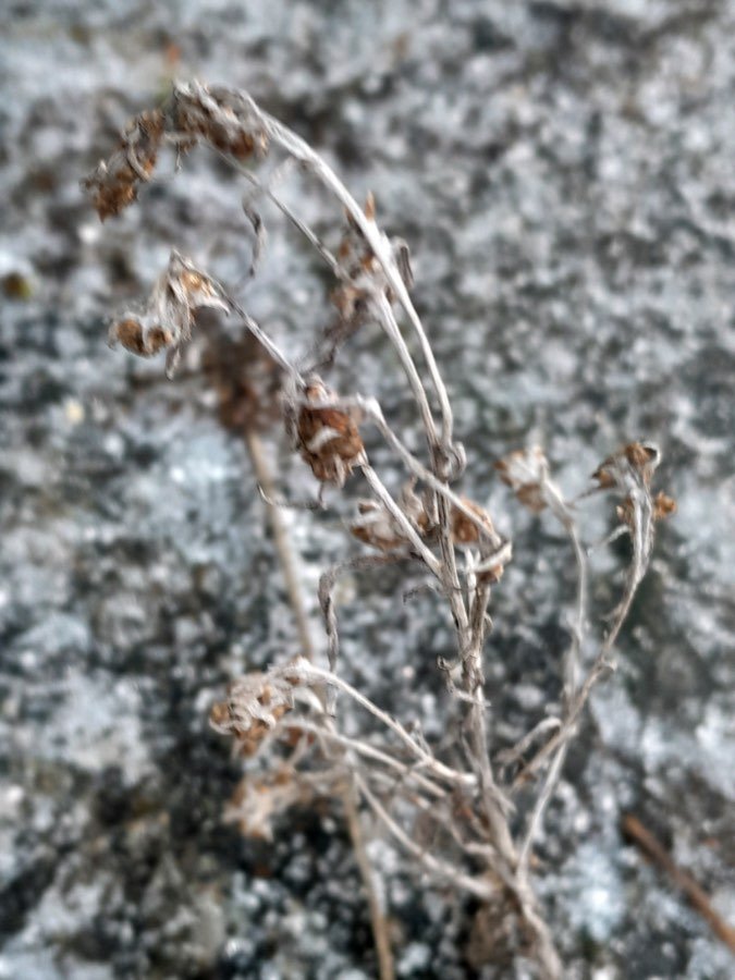 Gnaphalium