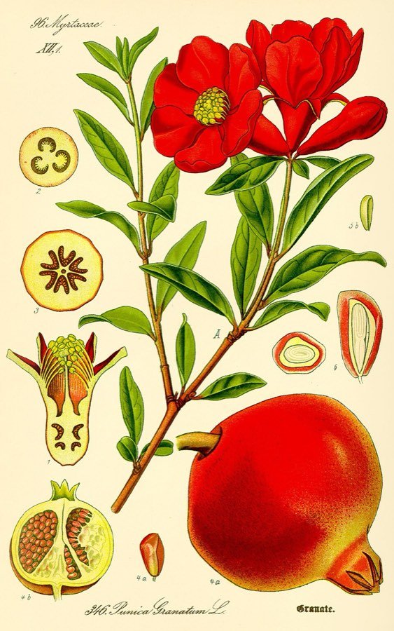 Granatum