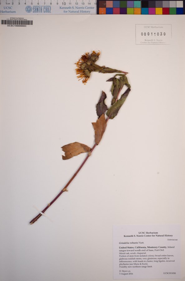 Grindelia robusta