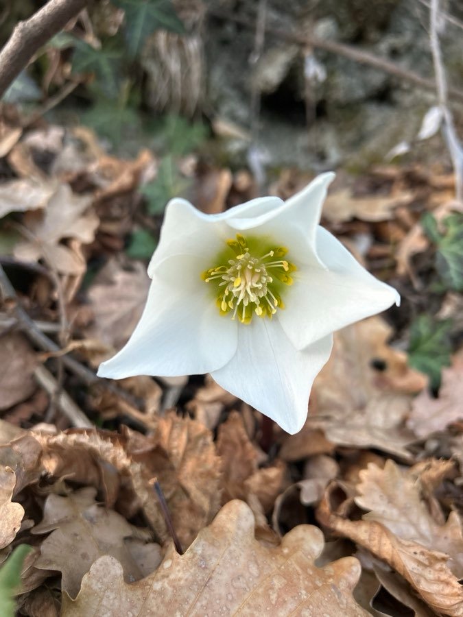 Christrose / Schwarze Nieswurz