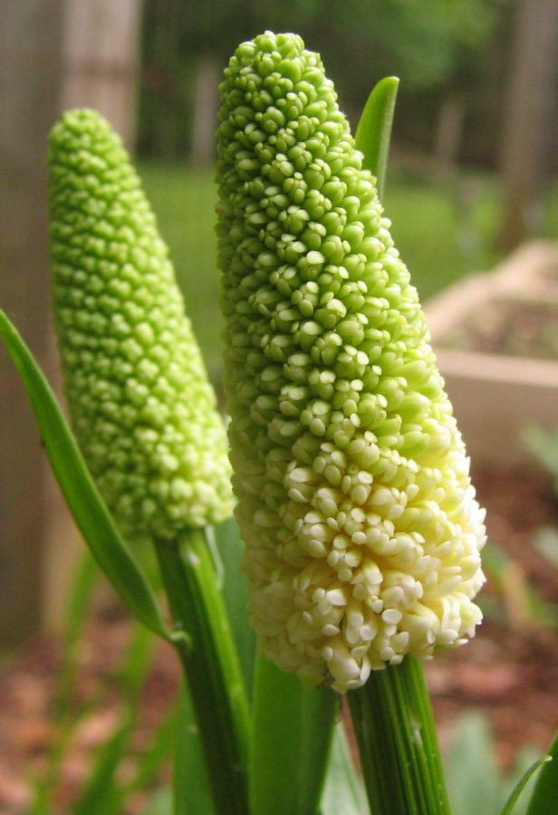 Helonias dioica