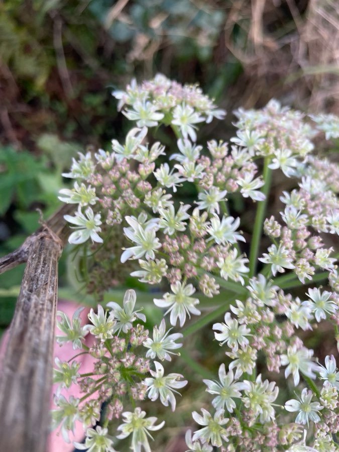 Wiesenbärenklau