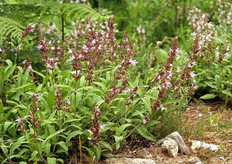 Heublumen