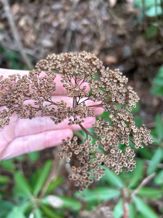 Hydrangea arborescens