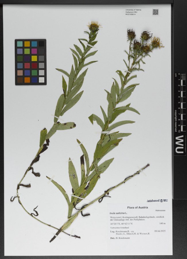 Wiesenalant