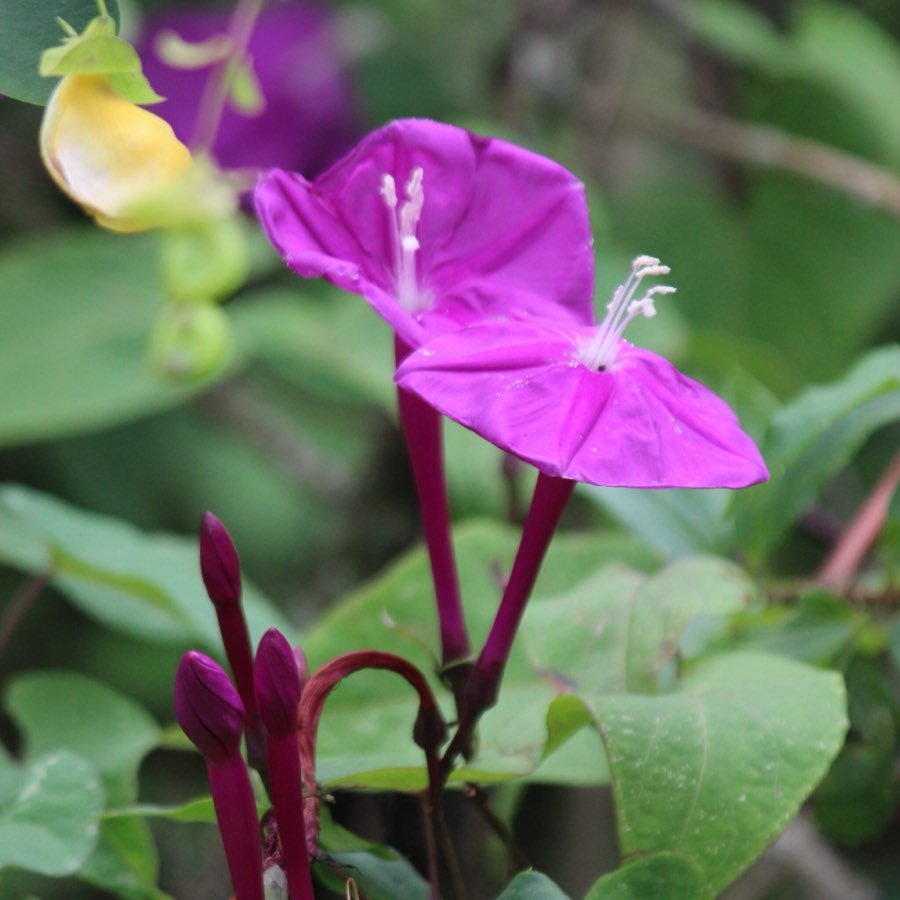 Jalapa