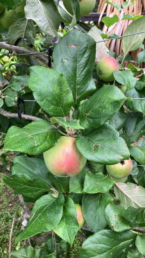 Malus