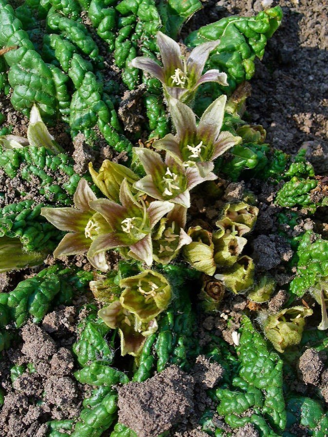 Mandragora