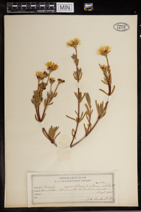 Mesembrianthemum