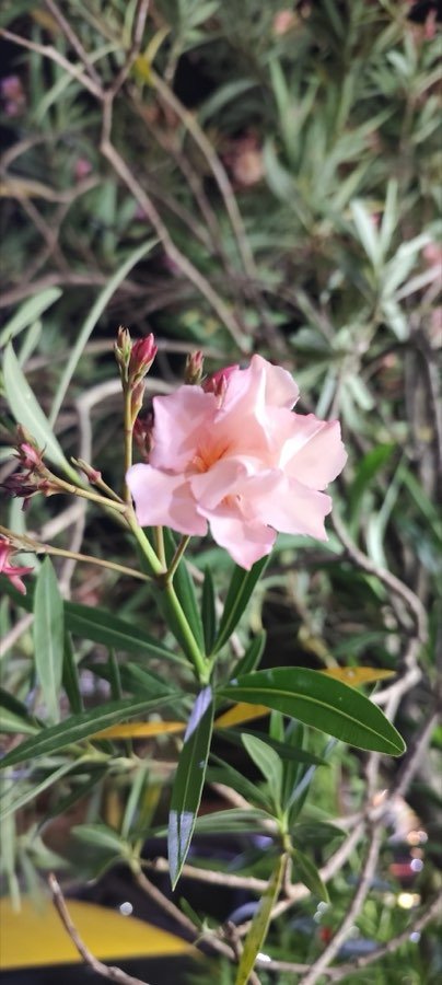 Oleander