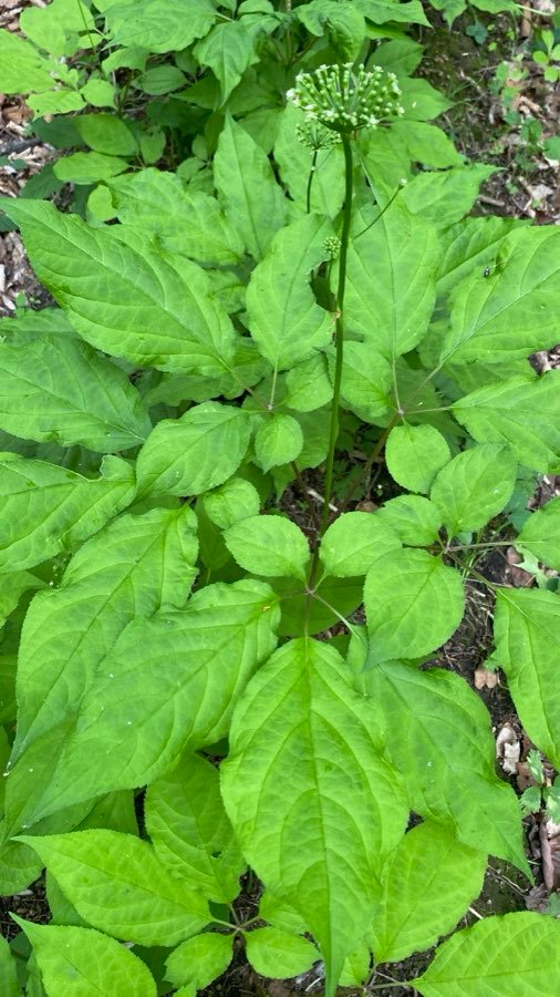 Ginseng