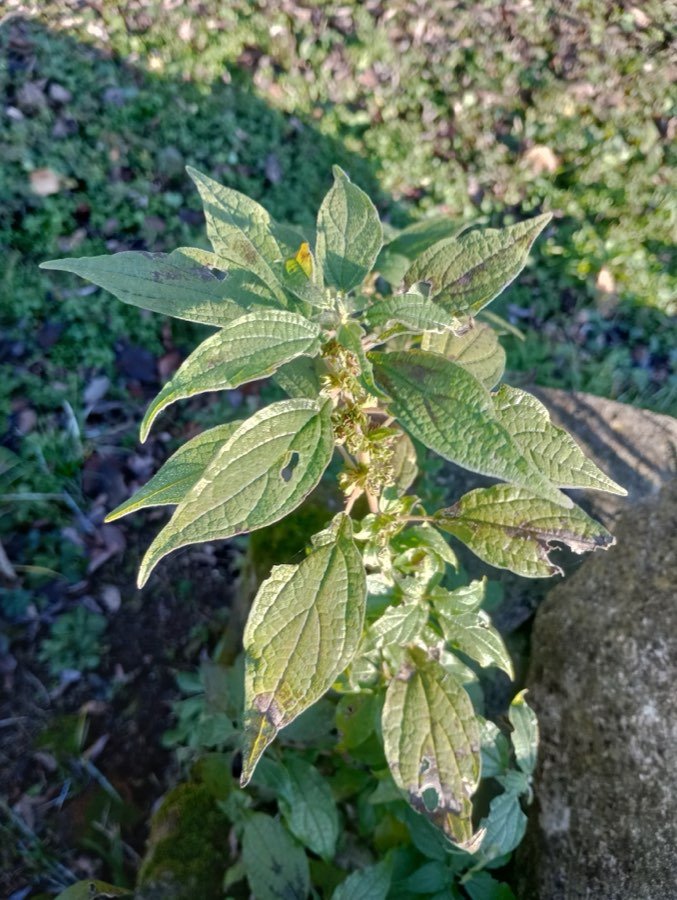 Aufrechtes Glaskraut