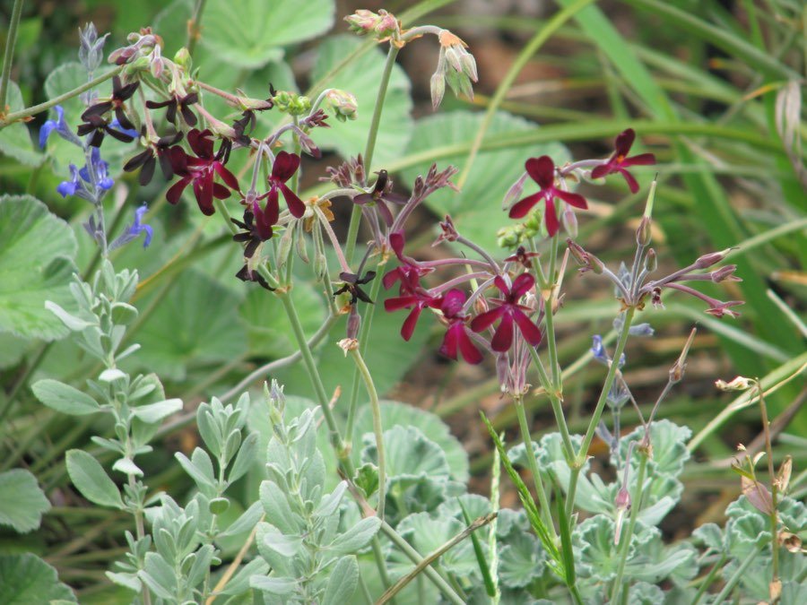 Kapland-Pelargonie
