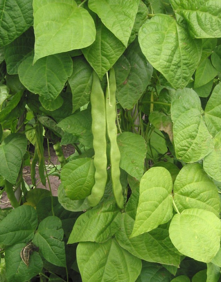 Buschbohne