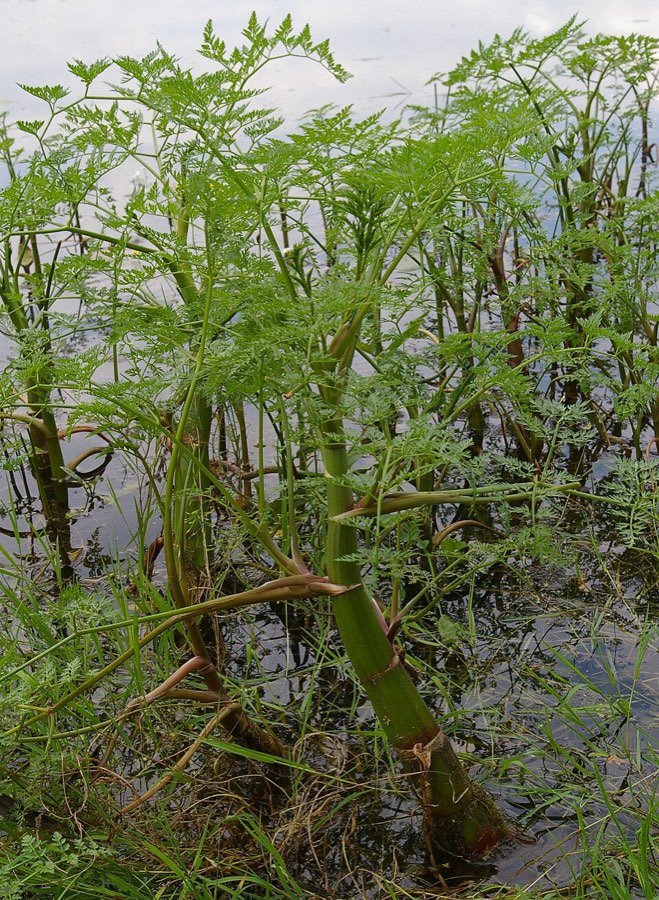 Wasserfenchel
