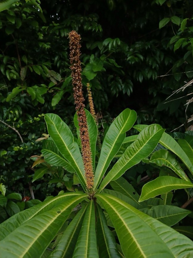 Jaborandi