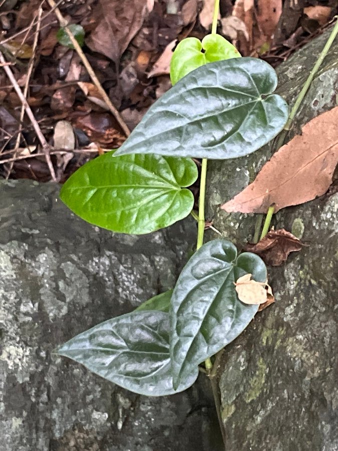 Kawa-Kawa