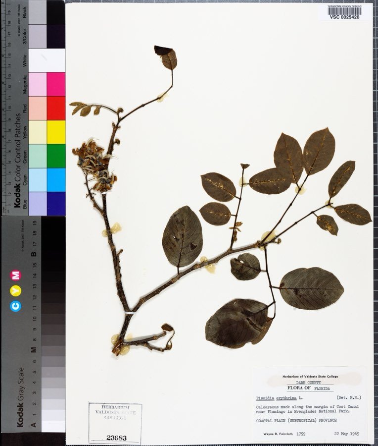 Piscidia erythrina