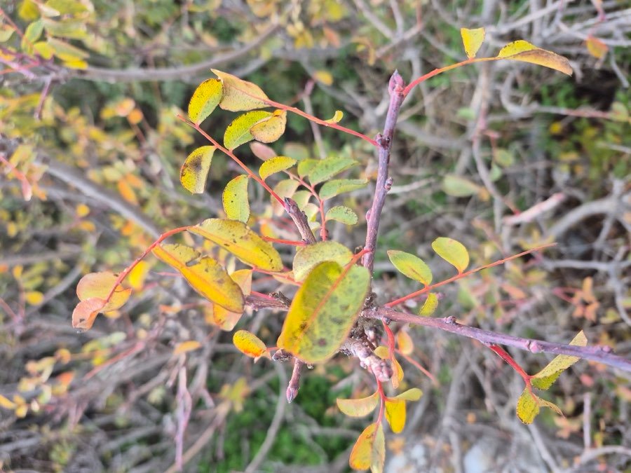 Terpentinpistazie