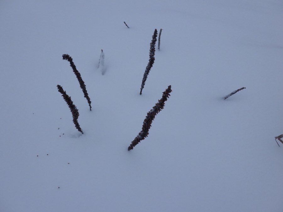 Spitzwegerich / Breitwegerich