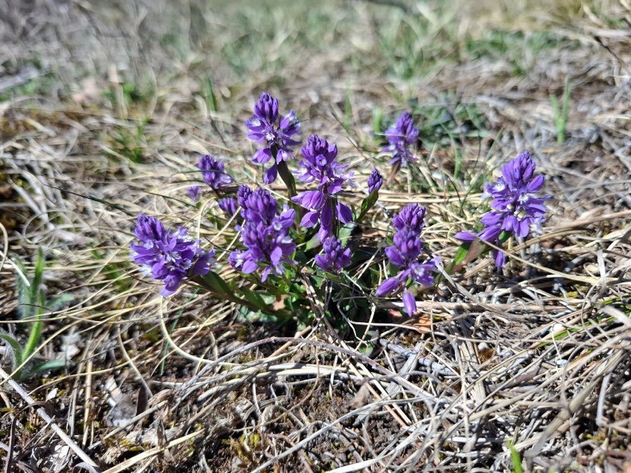 Kreuzblume