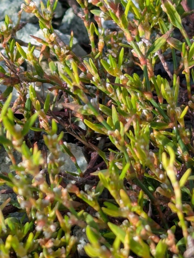 Vogelknöterich